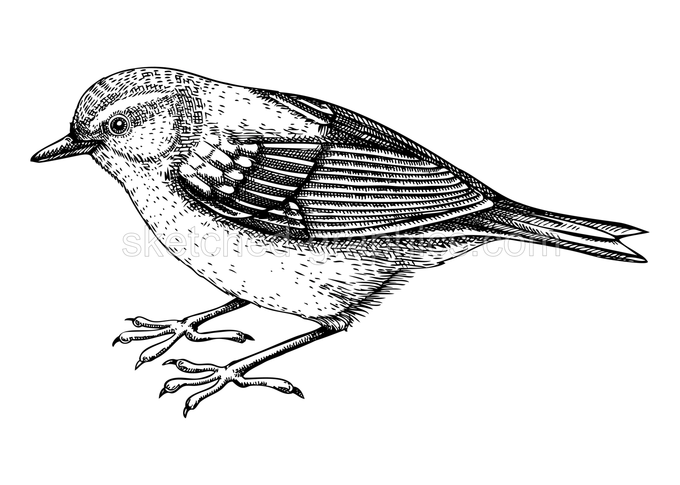 Yellow warbler vector sketch. Hand drawn wildlife illustration in engraved style. Small grey bird isolated on white background. Black and white songbird drawing for print, poster, card Illustration